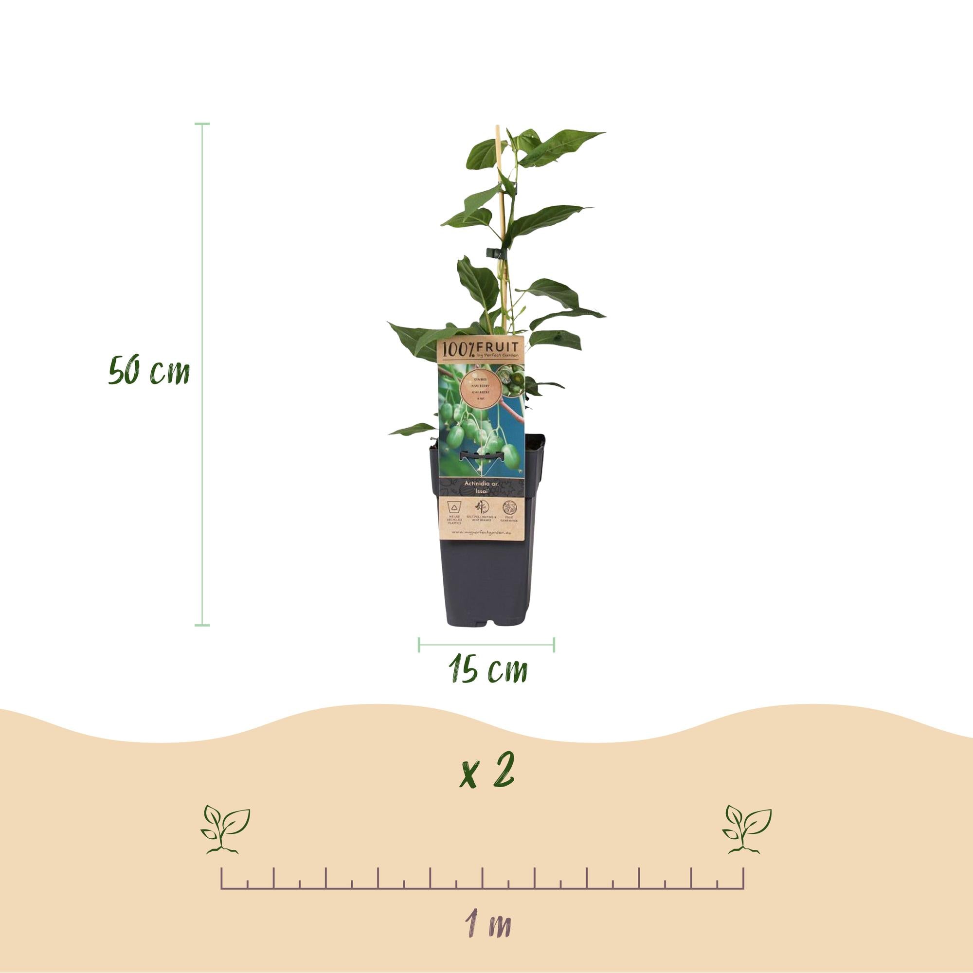 Acitinidia arguta Issai - Kiwiplant - Zelfbestuivend - Groene Vrucht - 2 Planten - Pot 15cm - Hoogte 50cm