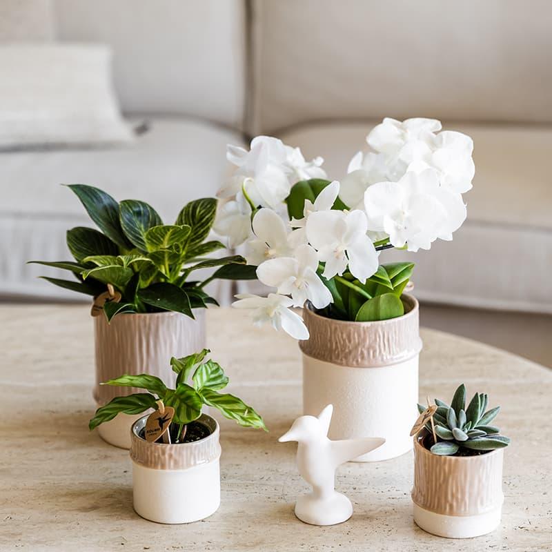 Kolibri Home | Bamboo sierpot - Sand - Ø6cm