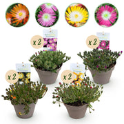 Green boutiQ - Coprisuolo - Resistente all'inverno - Delosperma Jewel of Dessert - 8 piante - Colori: rosso, arancione, viola, rosa - Bassa manutenzione - Vaso 14, altezza 17