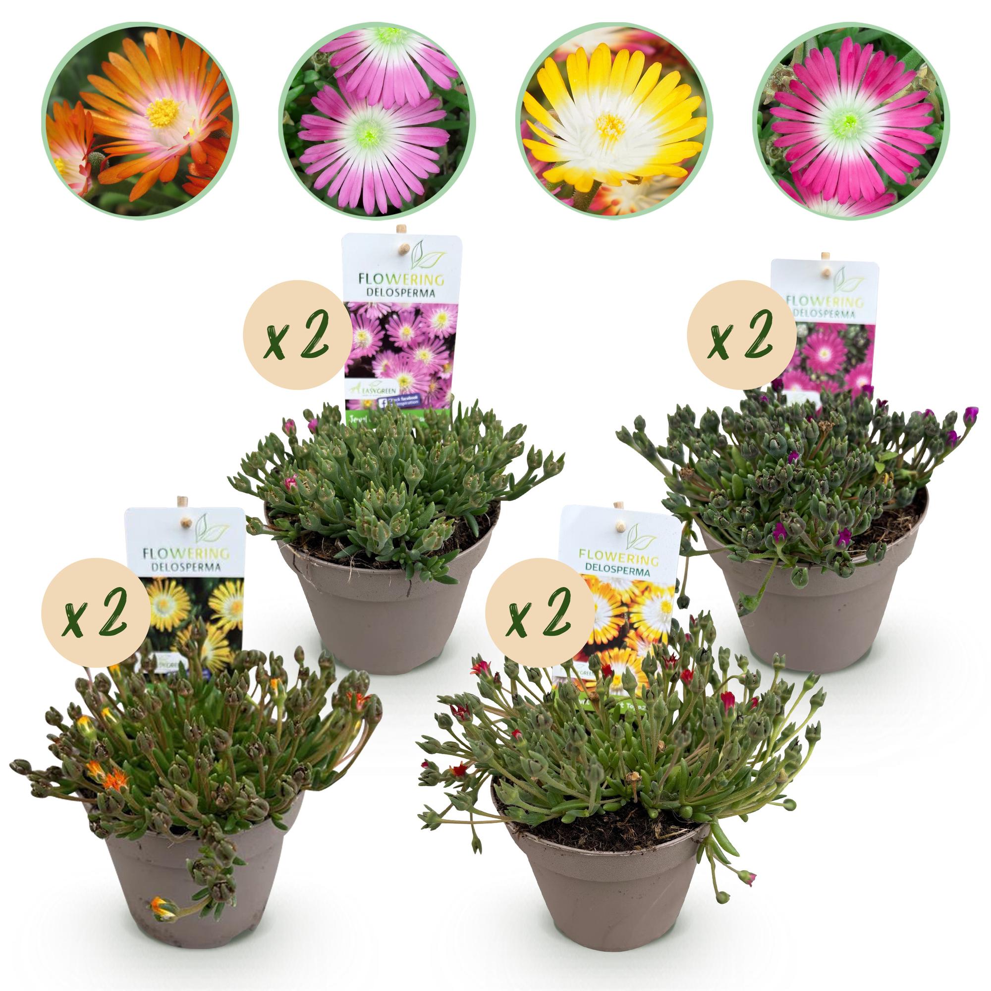 Green boutiQ - Coprisuolo - Resistente all'inverno - Delosperma Jewel of Dessert - 8 piante - Colori: rosso, arancione, viola, rosa - Bassa manutenzione - Vaso 14, altezza 17