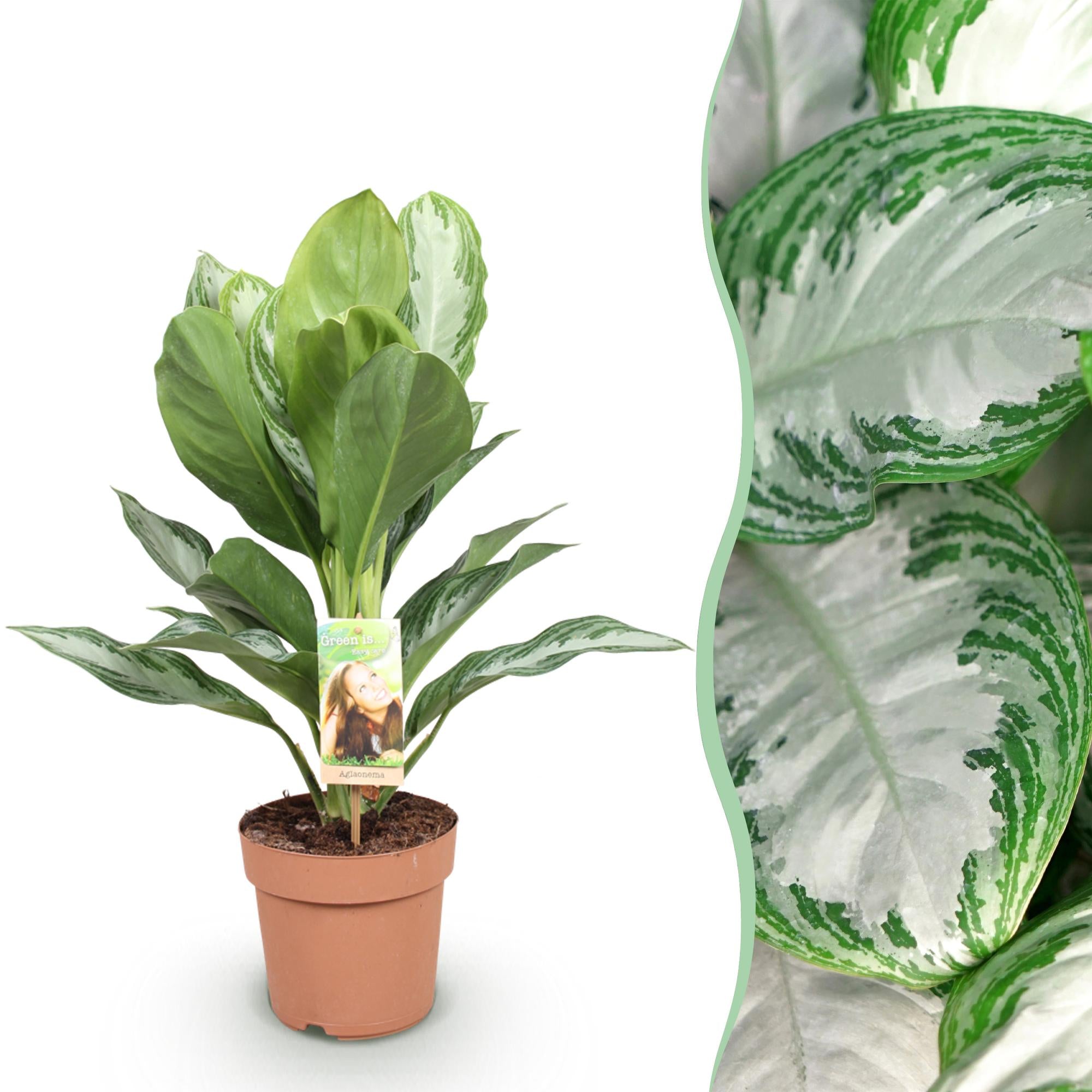Aglaonema Silver Bay - Zilverblad - Weinig onderhoud - Groen - 1 Plant - Pot 17cm - Hoogte 70-75cm