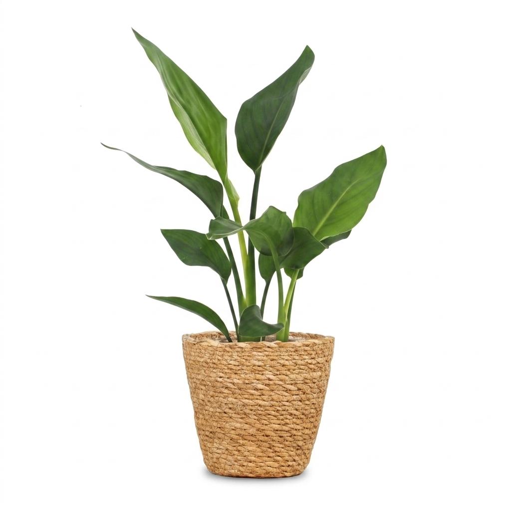 Strelitzia Reginea - Paradijsvogelbloem - met Zeegras Mand - Pot 12cm - Hoogte 35cm