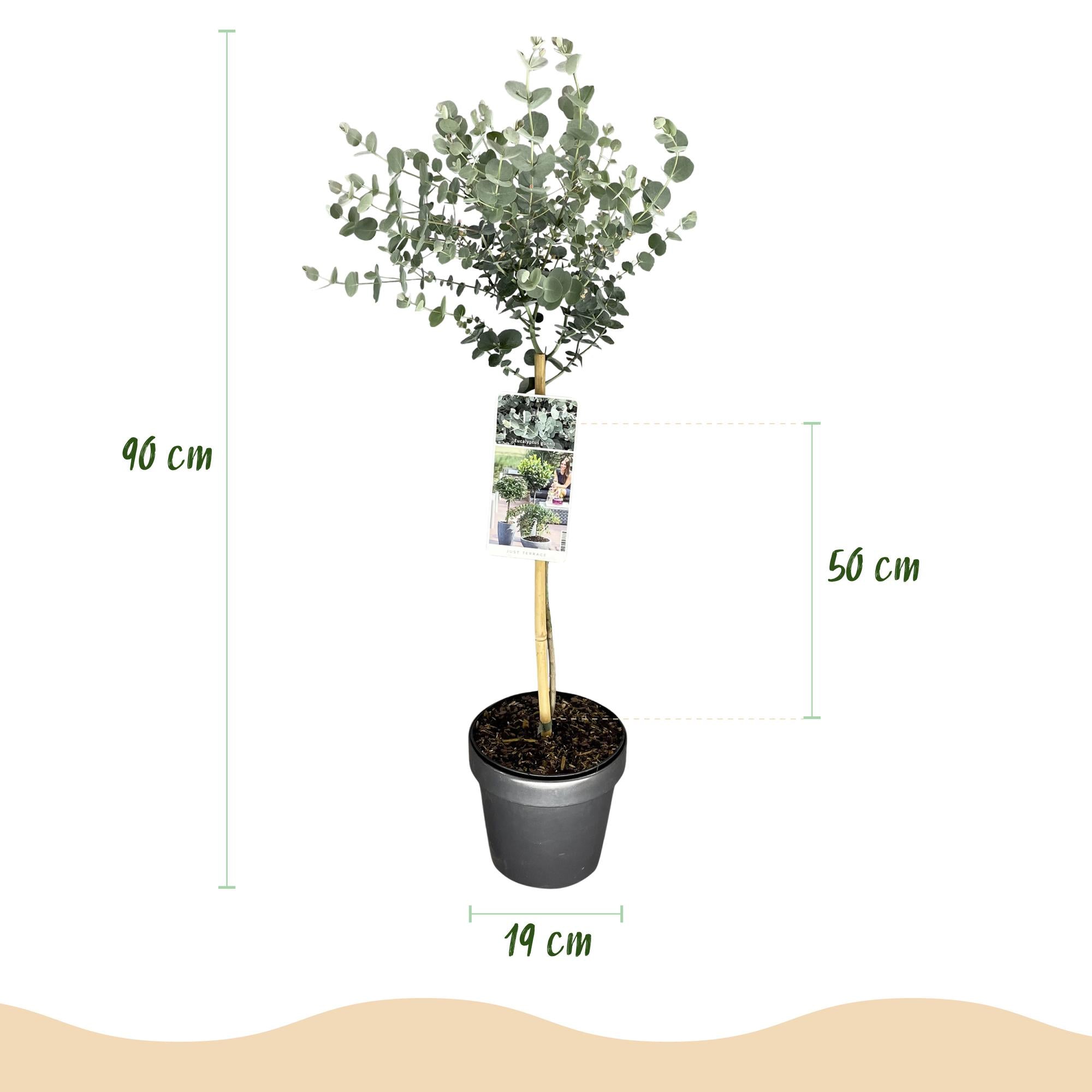 Eucalyptus gunni Azure - Terras Plant - Bladhoudend - Winterhard- Grijs Blad - Pot 19cm Hoogte 90cm