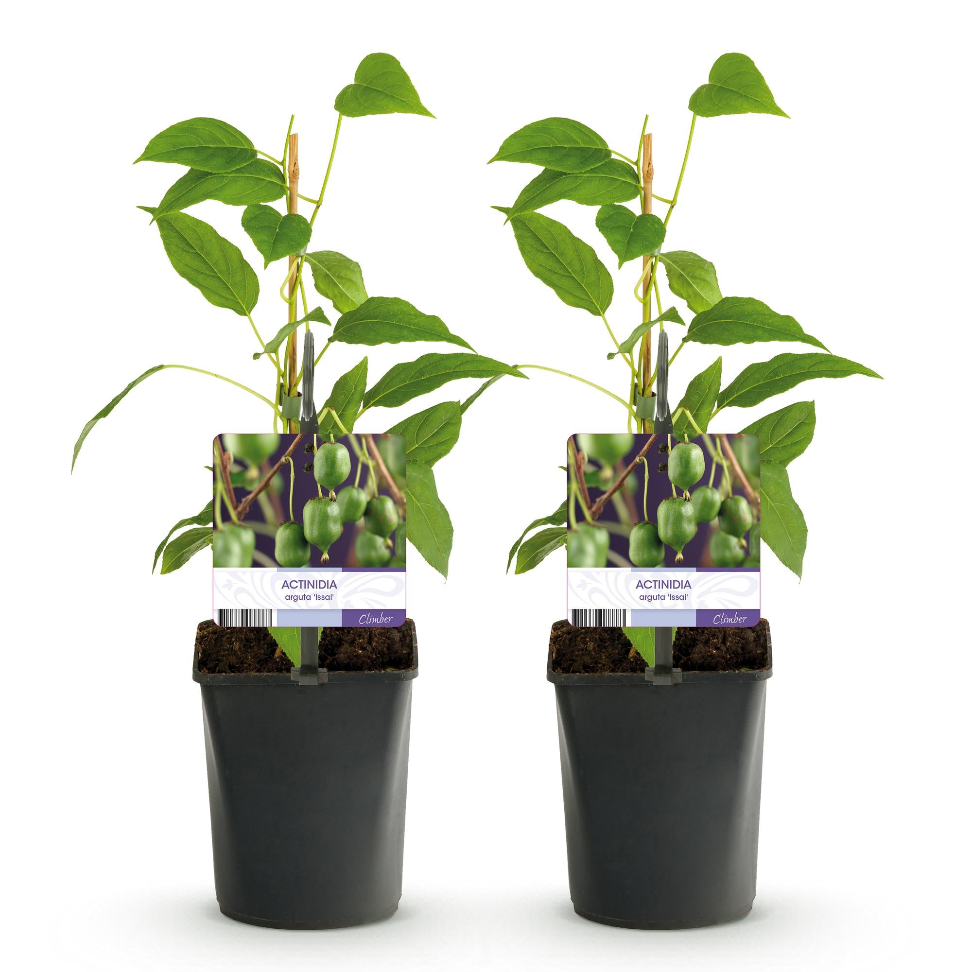 Kiwi - Actinidia arguta Issai - Groene Vrucht - 2 planten -  Pot 11cm Hoogte 40cm