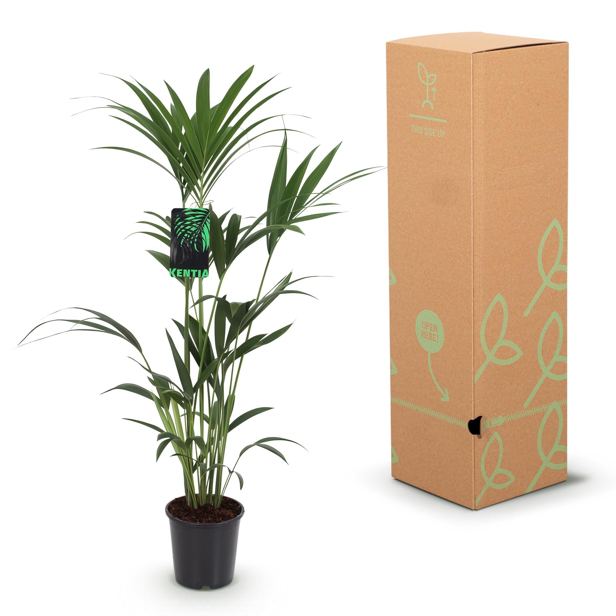 Howea Forsteriana - Kentia Palm - Weinig Onderhoud - Groen - 1 plant - Pot 24cm - Hoogte 140-150cm