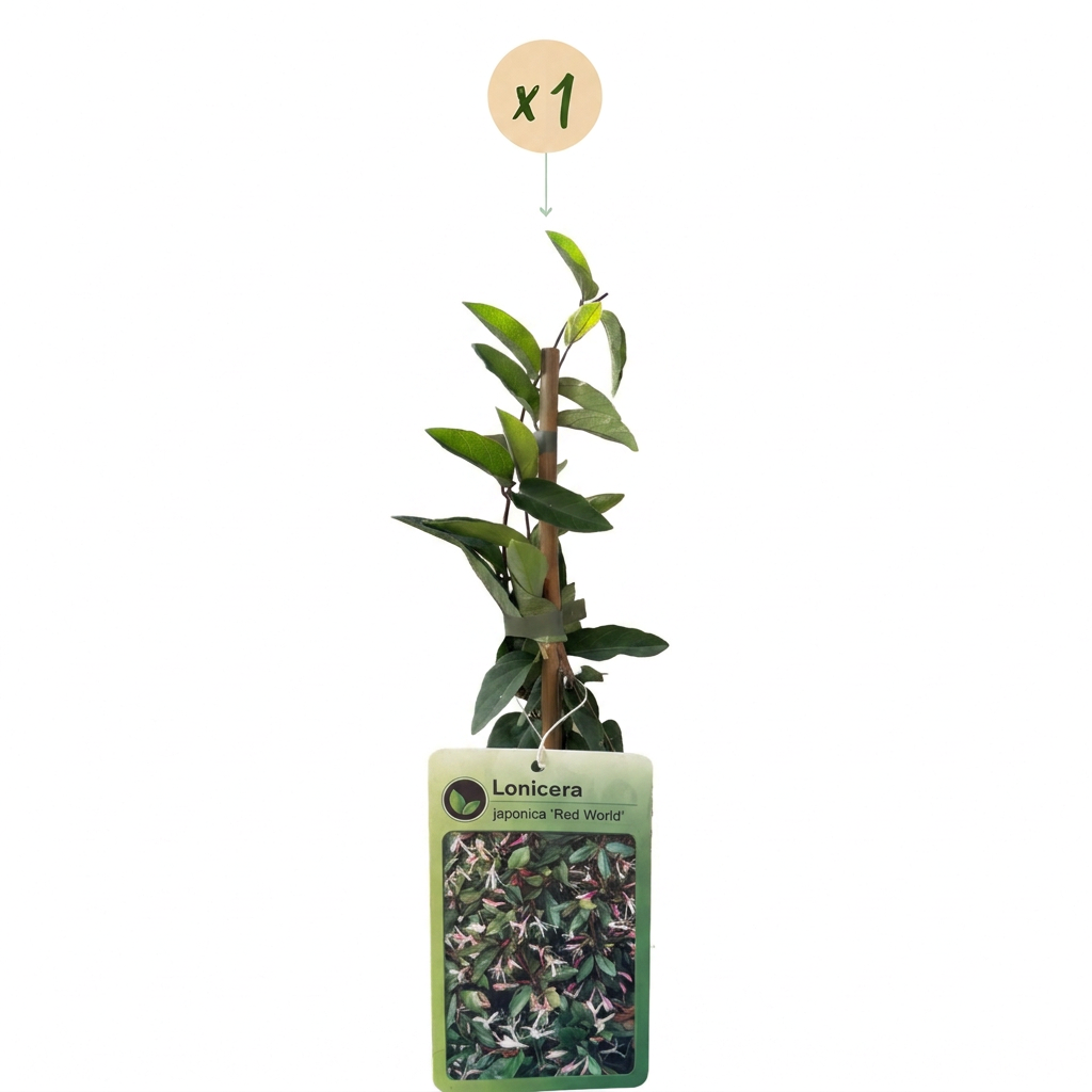 Lonicera jap. 'Red World' - Japanse kamperfoelie - Rood - Roze - Klimplant - Ø9cm - ↕35cm