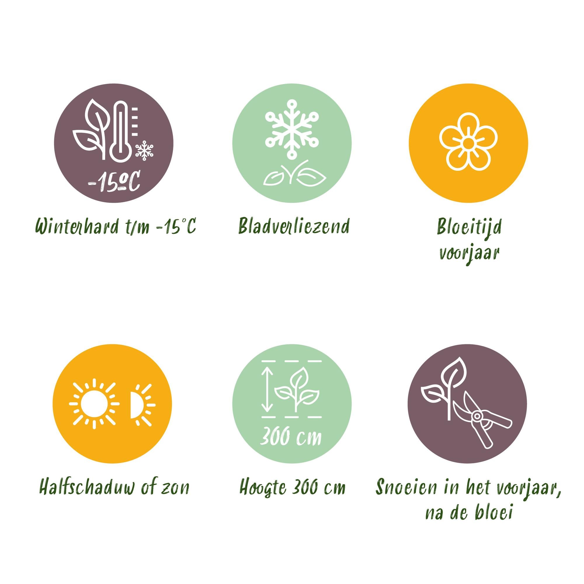 Magnolia George Henry Kern - Bloem Roze - 3 Planten - Bladverliezend - Weinig Onderhoud - Pot 12cm Hoogte 30cm