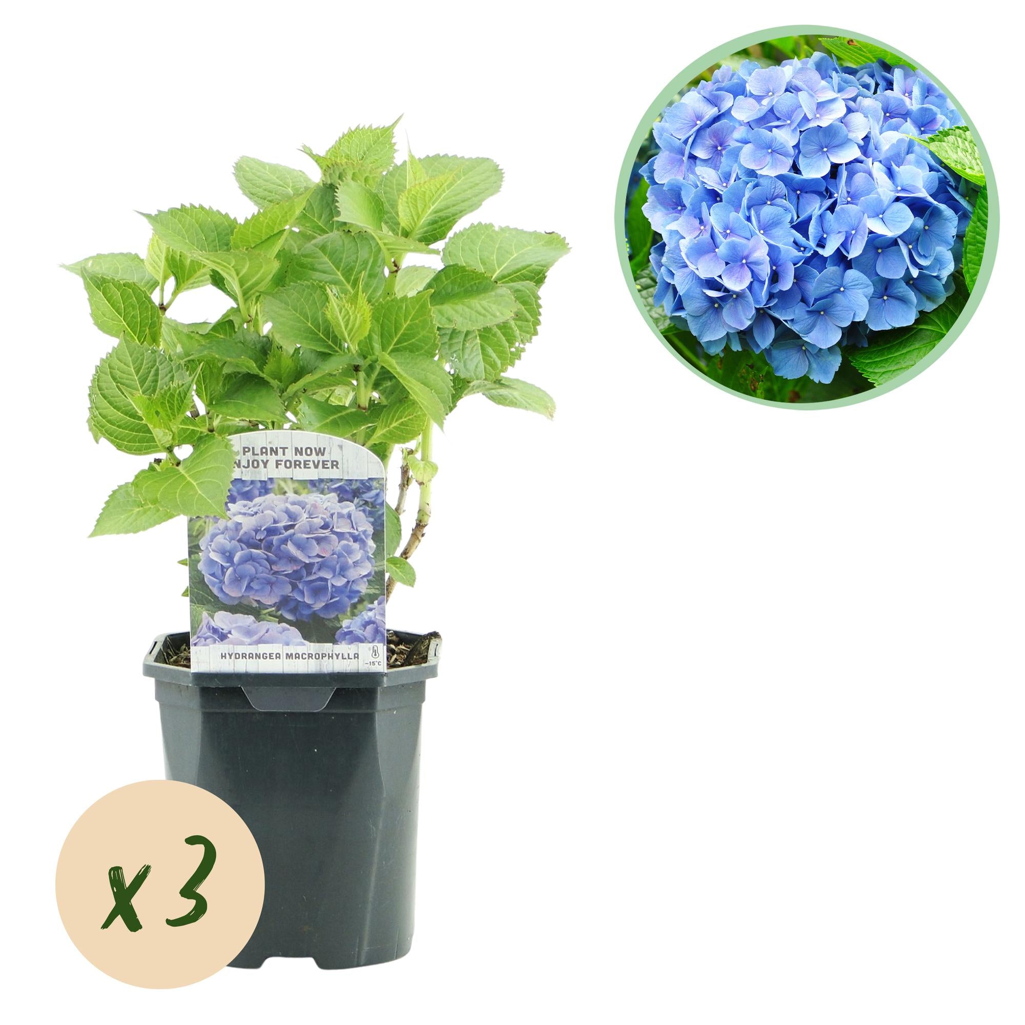 Green boutiQ – Hortensie – Hydrangea macrophylla Blau – Blüte: Blau – 3 Pflanzen – 1 m² – Laubabwerfend – Pflegeleicht – Topf: 17 cm, Höhe: 30 cm