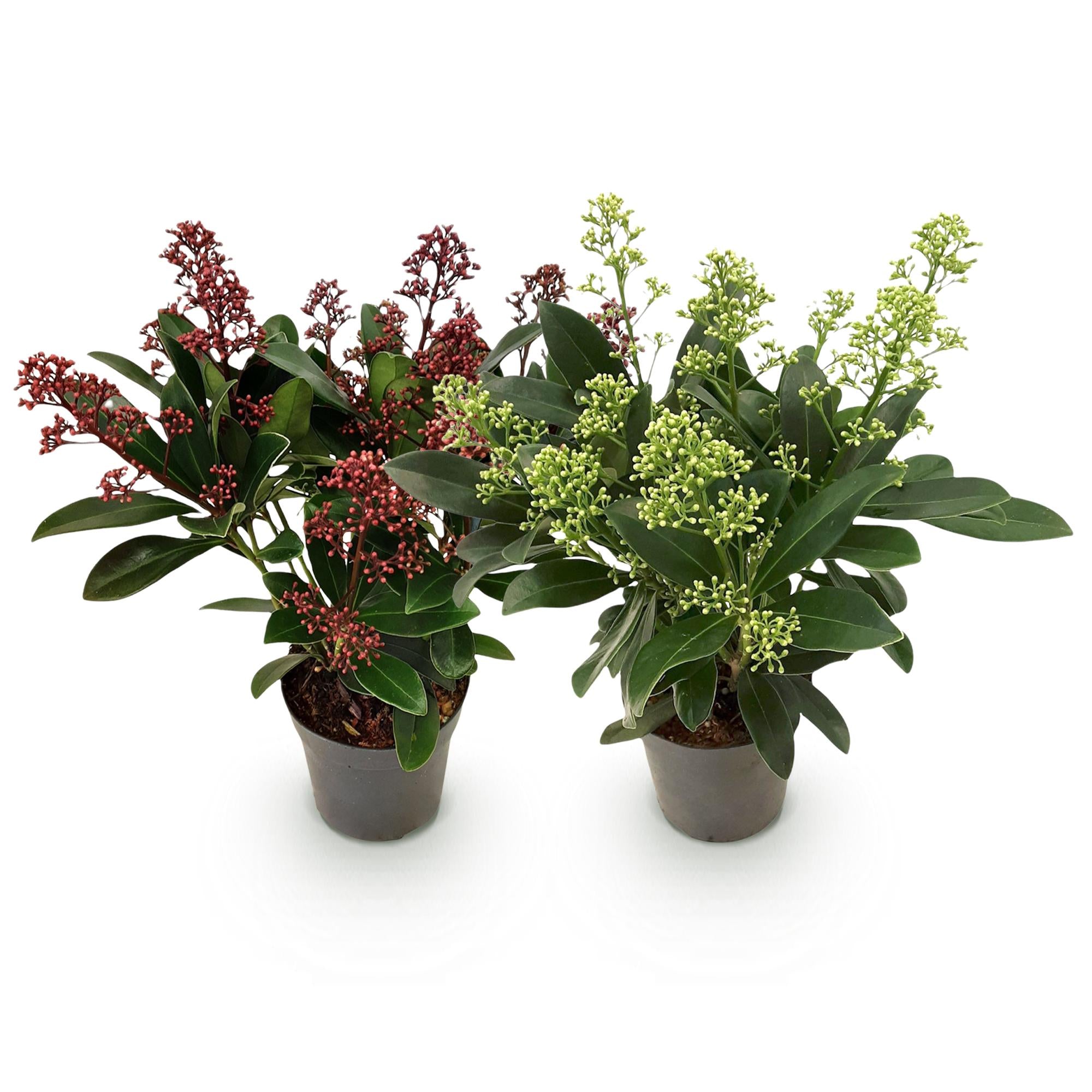 Skimmia japonica Duo - Bloem Wit & Rood - 10+ Bloemen - 2 Planten - Winterhard - Pot 10,5cm Hoogte 25cm