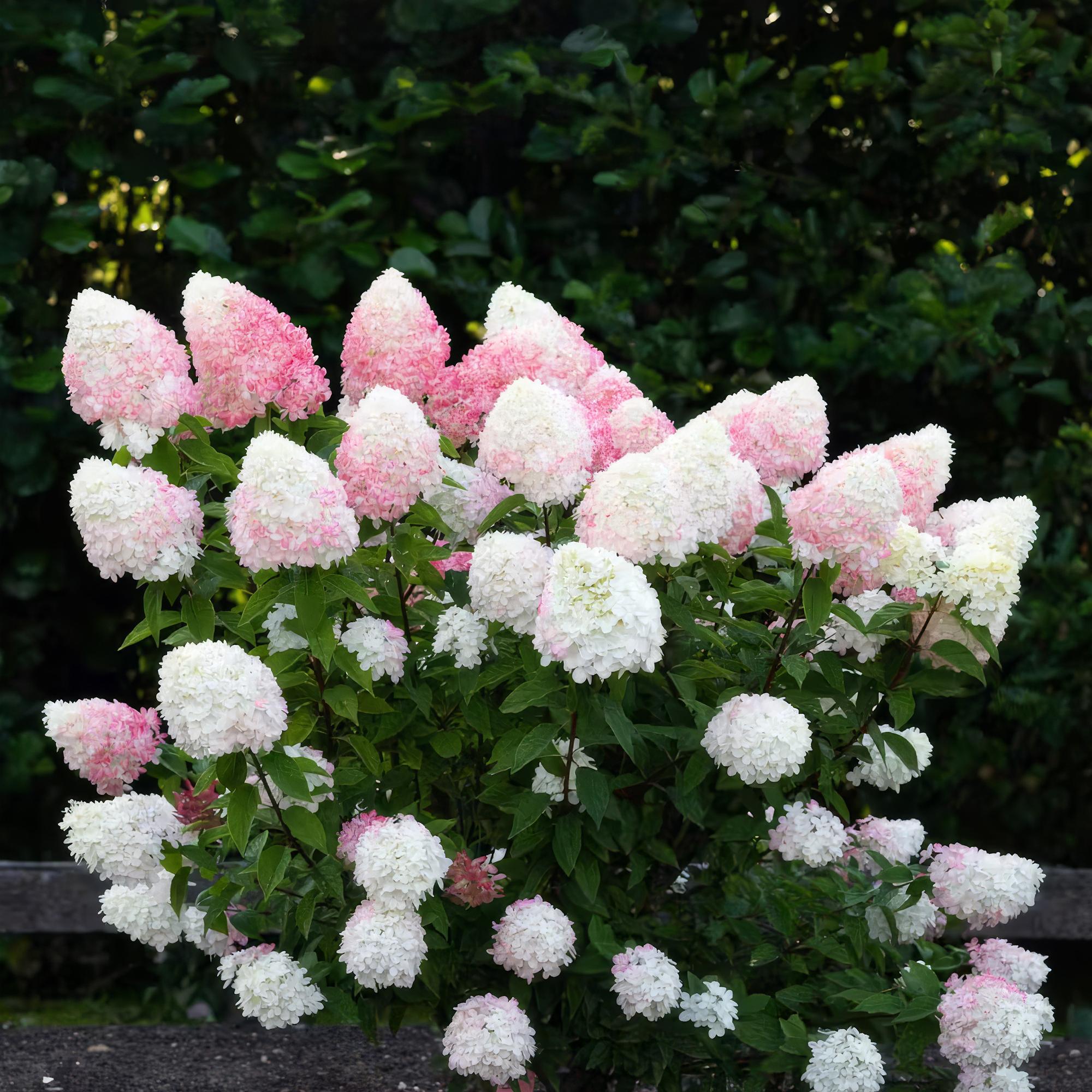 Hydrangea panniculata Living Pink & Rose - Pluimhortensia - Winterhard - Roze - 3 Planten - Pot 12cm - Hoogte Hoogte 20-30cm
