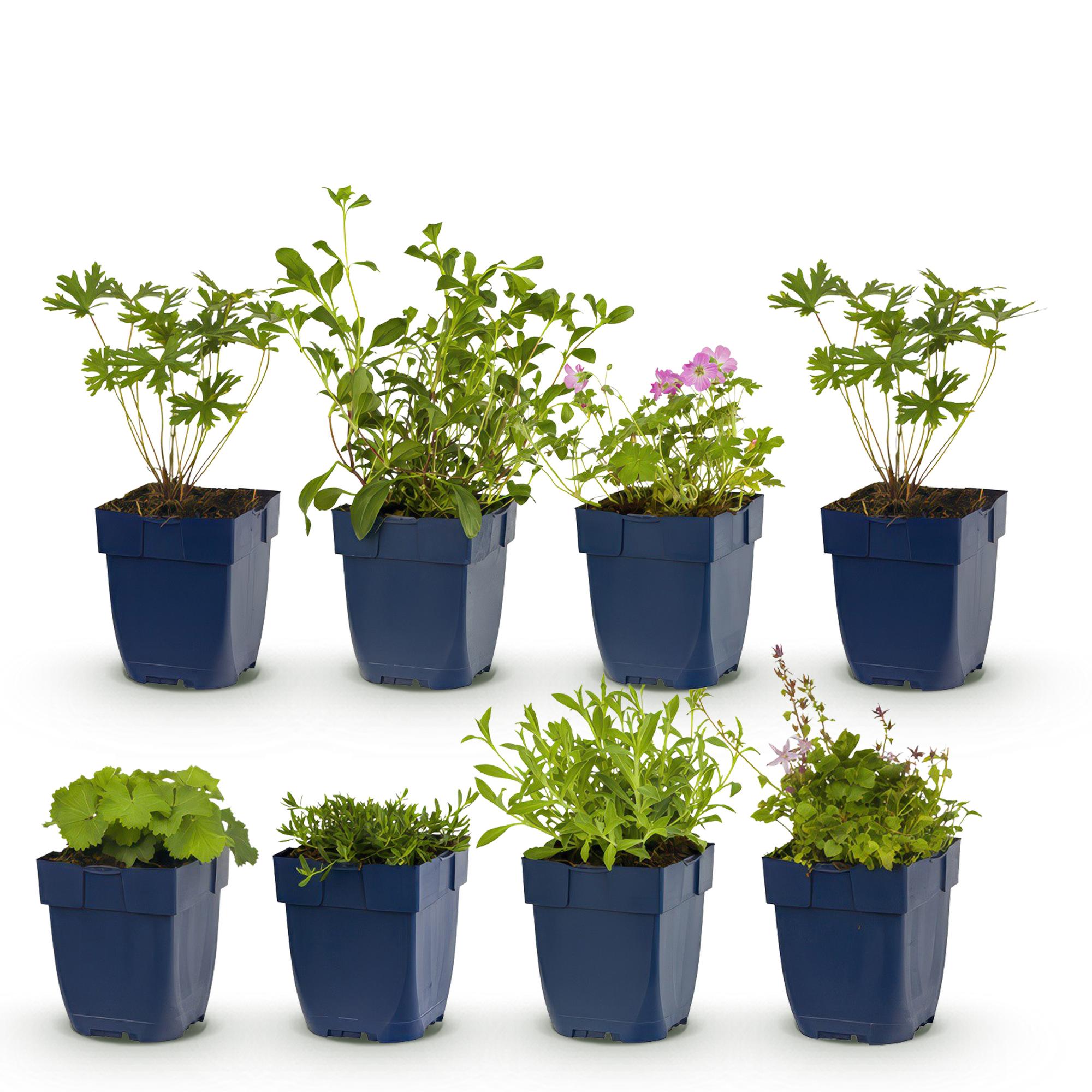 Borderpakket - Bodembedekkend - 8 Vaste planten - 1 m2 - Diversen kleuren - Weinig Onderhoud - Pot 11cm