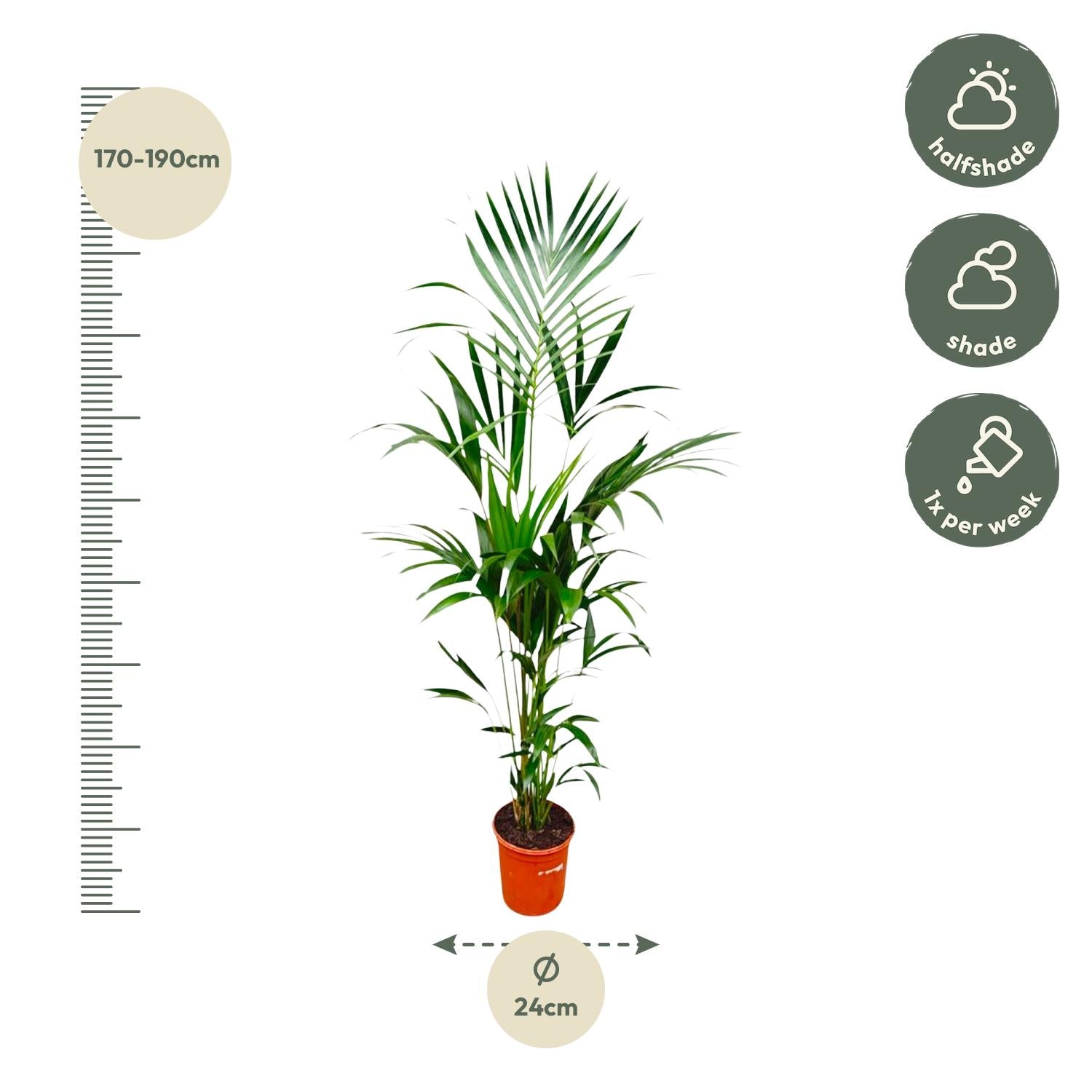 Kentia-Palme - 180 cm - ⌀21-24