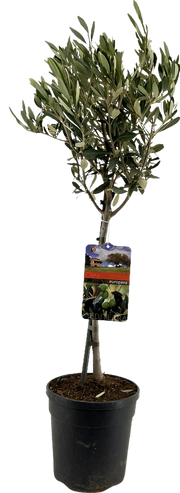 Olea Europaea "op Stam" - Ø19cm - ↕90cm