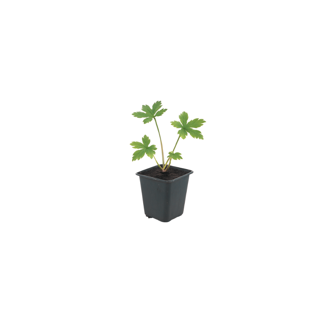 6x Astrantia major - ↕10-25cm - Ø9cm