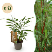 Bamboe - Fargesia Asian Wonder - Bladhoudend - Niet Woekerend - Groen - 18 Planten - Pot 14cm - Hoogte 35cm