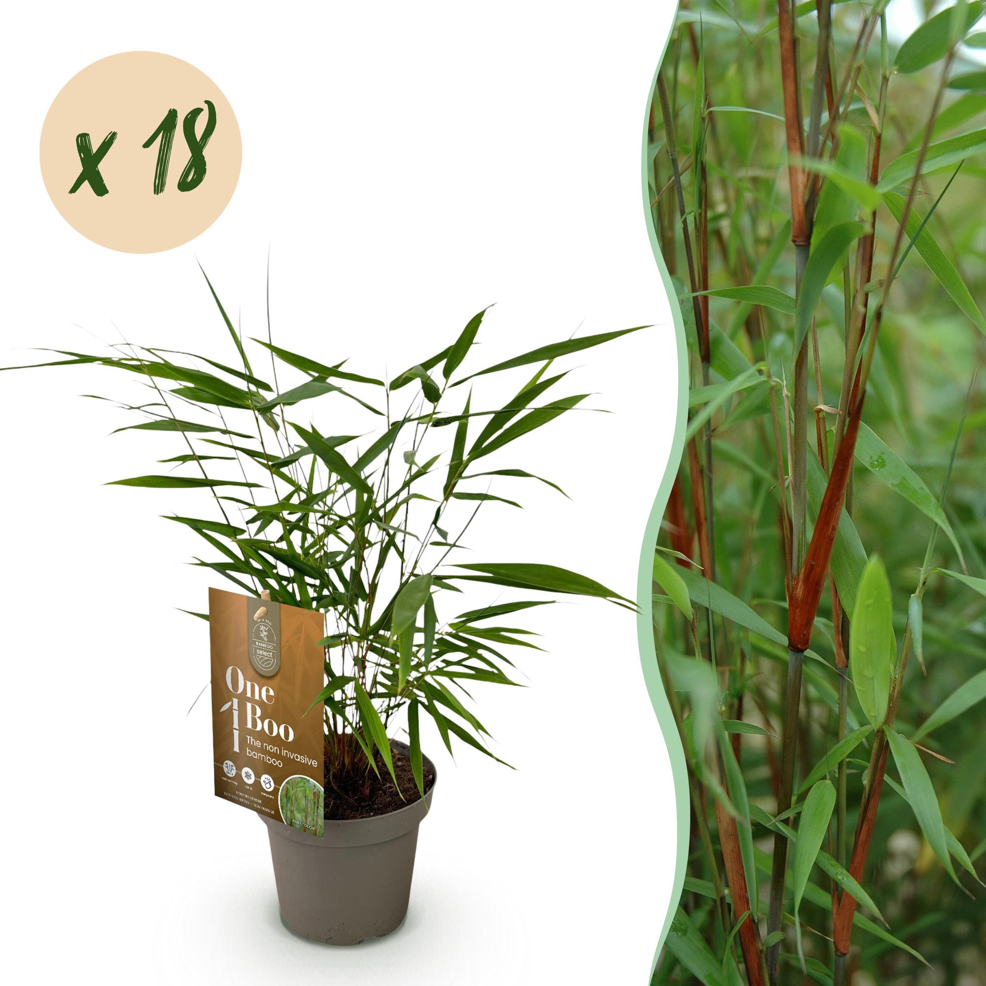 Bamboe - Fargesia Asian Wonder - Bladhoudend - Niet Woekerend - Groen - 18 Planten - Pot 14cm - Hoogte 35cm