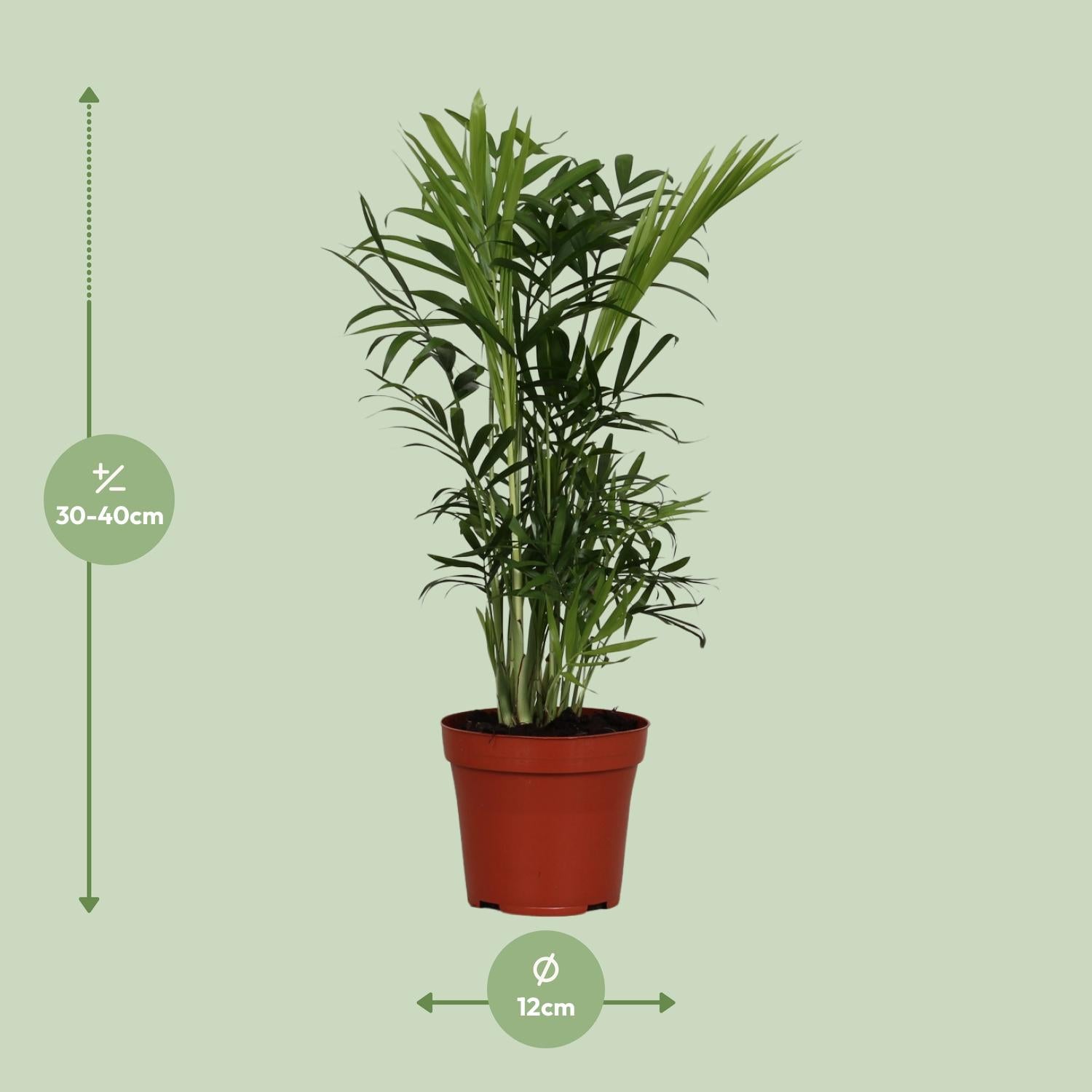 Chamaedorea Elegans – Ø12cm – ↕40cm