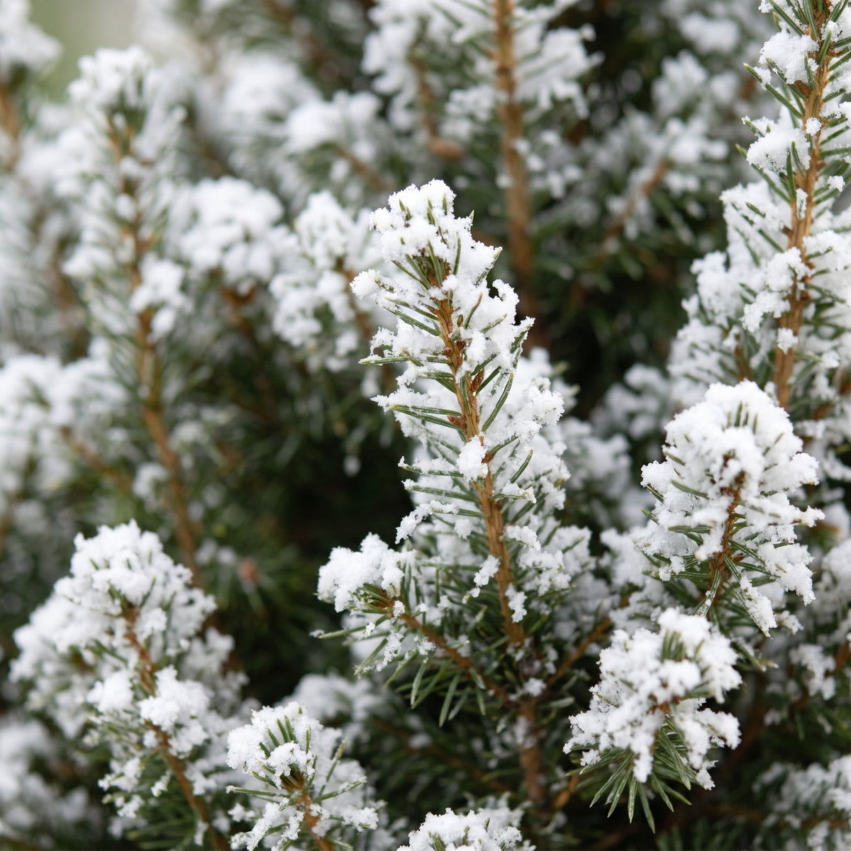 Picea glauca Conica - 4x Kegelspar - Groen - Wit - Kerstboom - incl. zinken pot - Ø17cm - ↕65cm