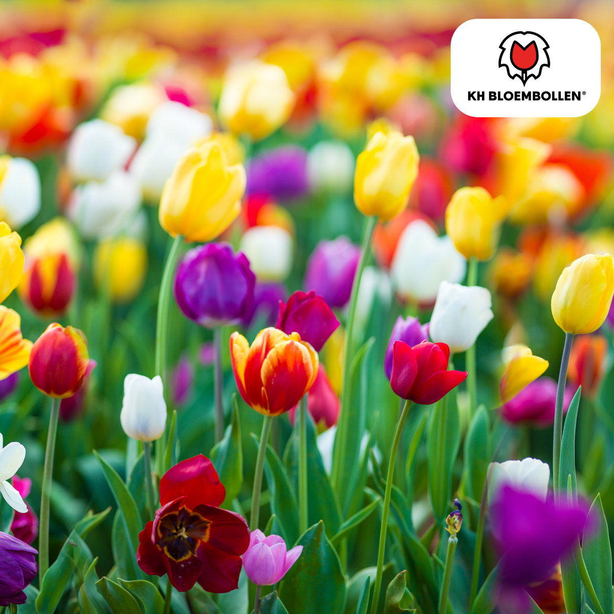 Směs cibulí tulipánů – 20 kusů | KH Bloembollen® | Barevná směs tulipánů – Ideální do zahrady nebo do květináče – Velikost 11/12 – Čerstvé od pěstitele