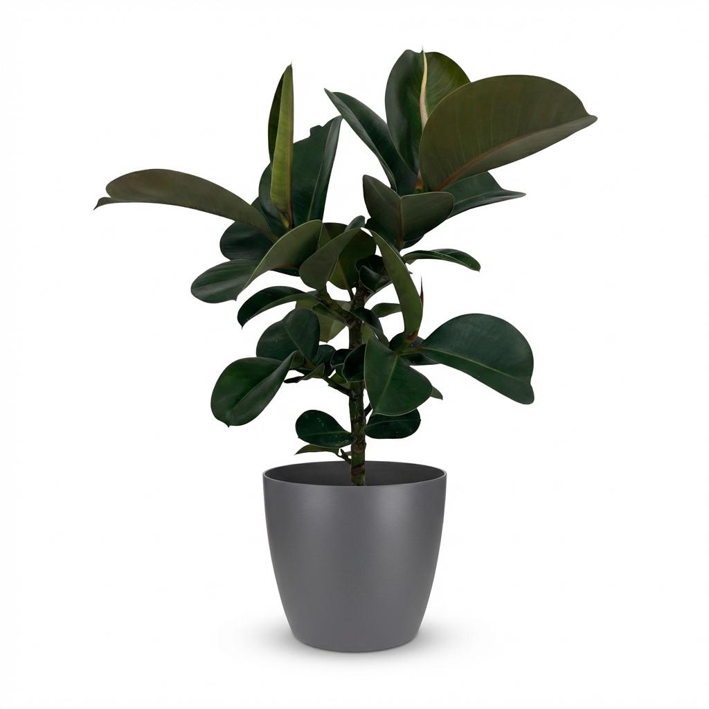 Rubberplant - Ficus Elastica Cloe - Groen - Weinig onderhoud - 1 Plant - met Potter Grijs - Pot 19cm - Hoogte 65cm