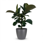 Rubberplant - Ficus Elastica Cloe - Groen - Weinig onderhoud - 1 Plant - met Potter Grijs - Pot 19cm - Hoogte 65cm
