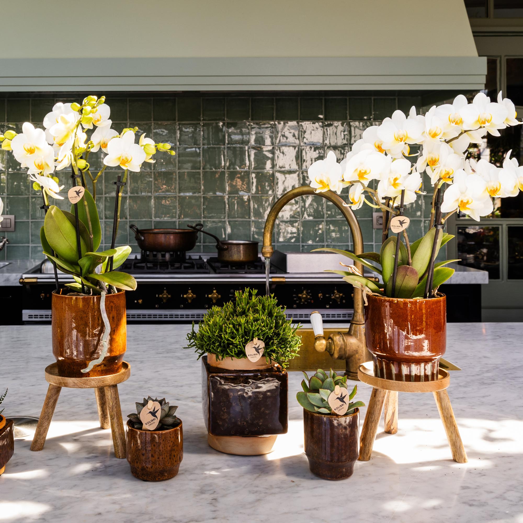 Kolibri Home | Plantenstandaard - Houten planten verhoging Ø12cm