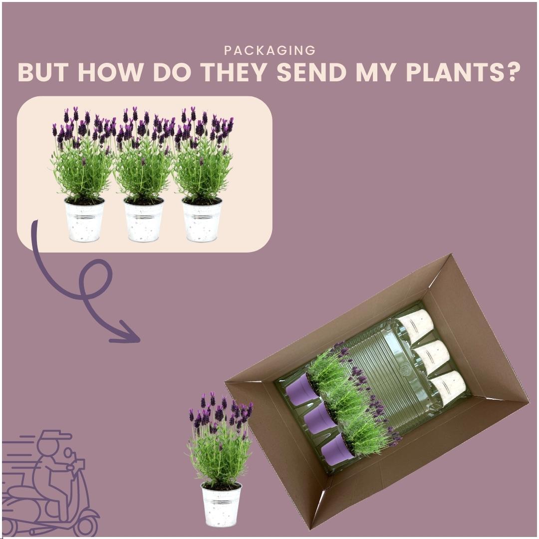 Plants by Frank – Lavandula stoechas Anouk® im dekorativen Topf „Old Look“ – 13 cm Topf – 3er-Set französischer Lavendel im dekorativen Topf