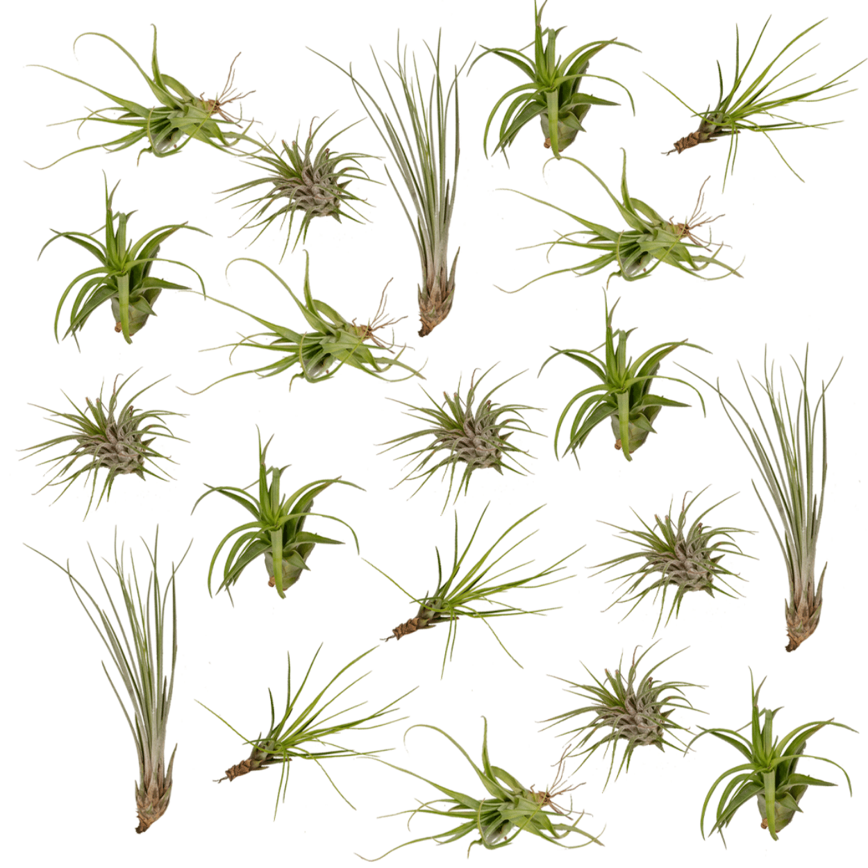 Tillandsia Air mix - 20 pezzi - 6 cm - ø6
