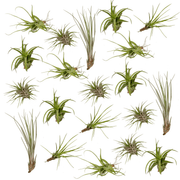 Tillandsia Air mix - 20 pezzi - 6 cm - ø6