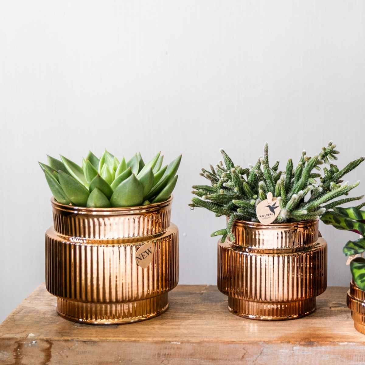 Kolibri Home | Allure Shiny sierpot - Brons - Ø9cm