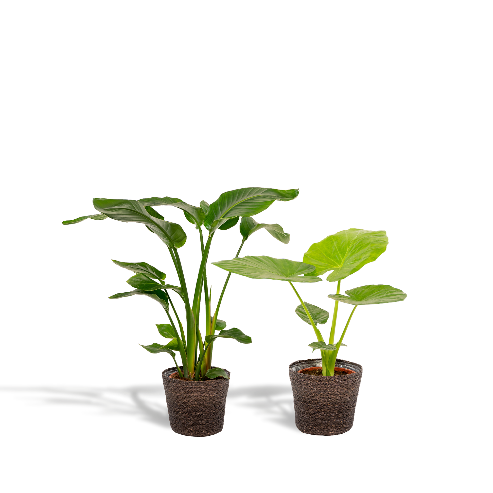 Strelitzia Nicolai - Ø19cm - ↕85cm + Alocasia Macrorrhiza - Ø19cm - ↕70cm + Basket Igmar