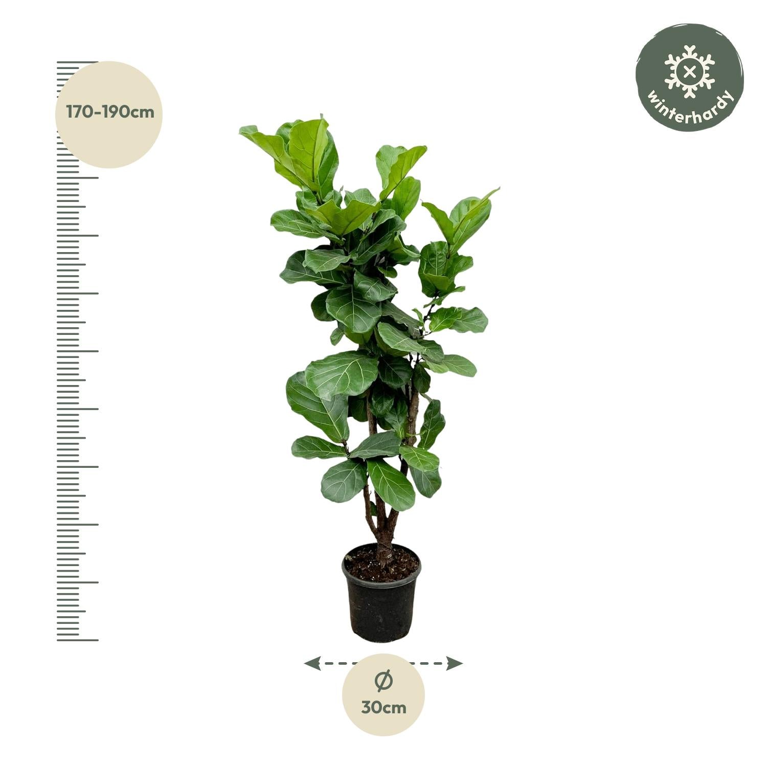 Ficus Lyrata verzweigt - 180 cm - ⌀32