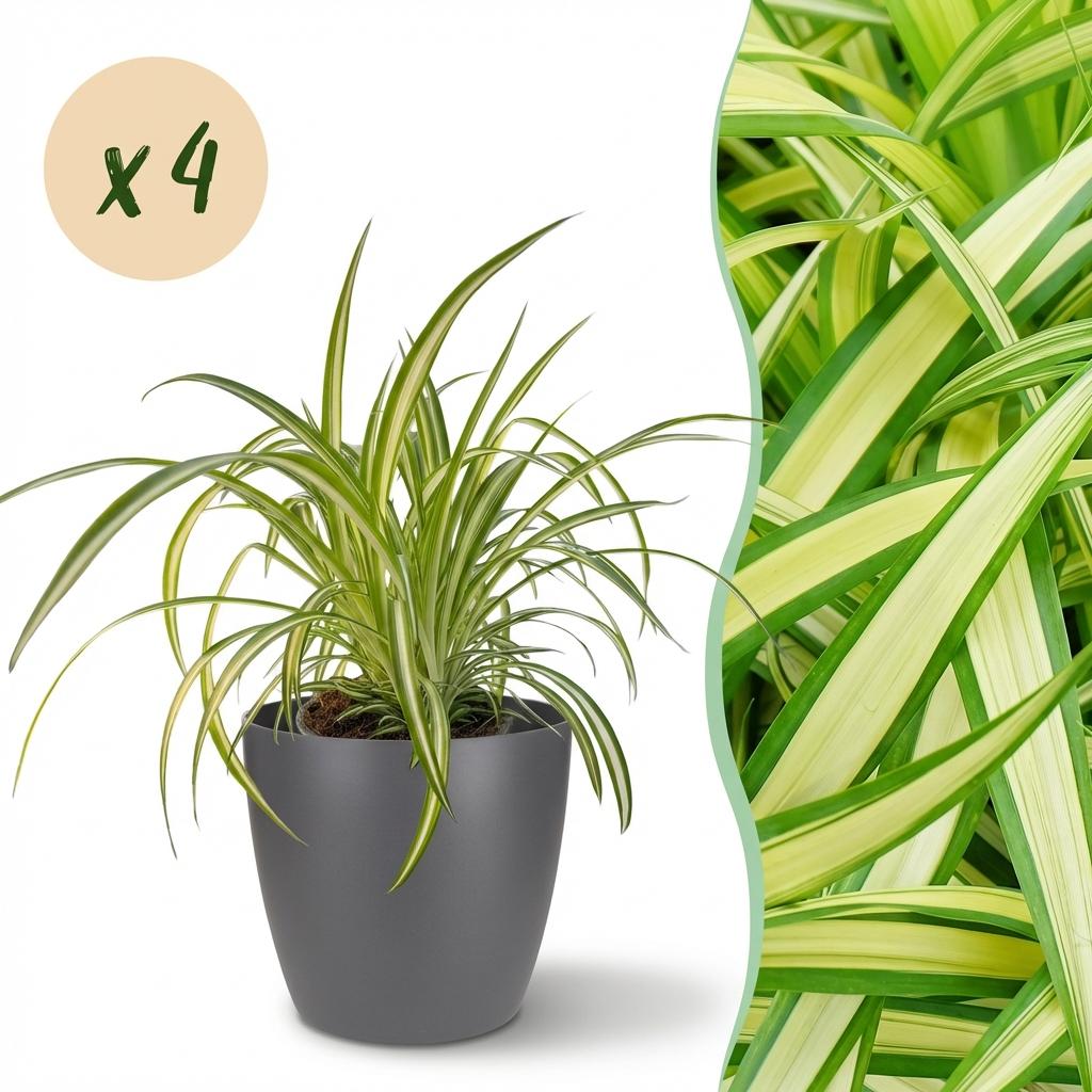 Chlorophytum comosum Variegatum - Bonte Graslelie - 4 Planten - met Potter Grijs - Pot 12cm - Hoogte 20cm