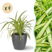 Chlorophytum comosum Variegatum - Bonte Graslelie - 4 Planten - met Potter Grijs - Pot 12cm - Hoogte 20cm