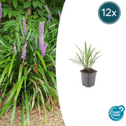 12x Liriope muscari 'Ingwersen' - ↕10-25cm - Ø9cm