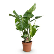 Monstera Deliciosa - Gatenplant -Pot 17cm - Hoogte 50-55cm
