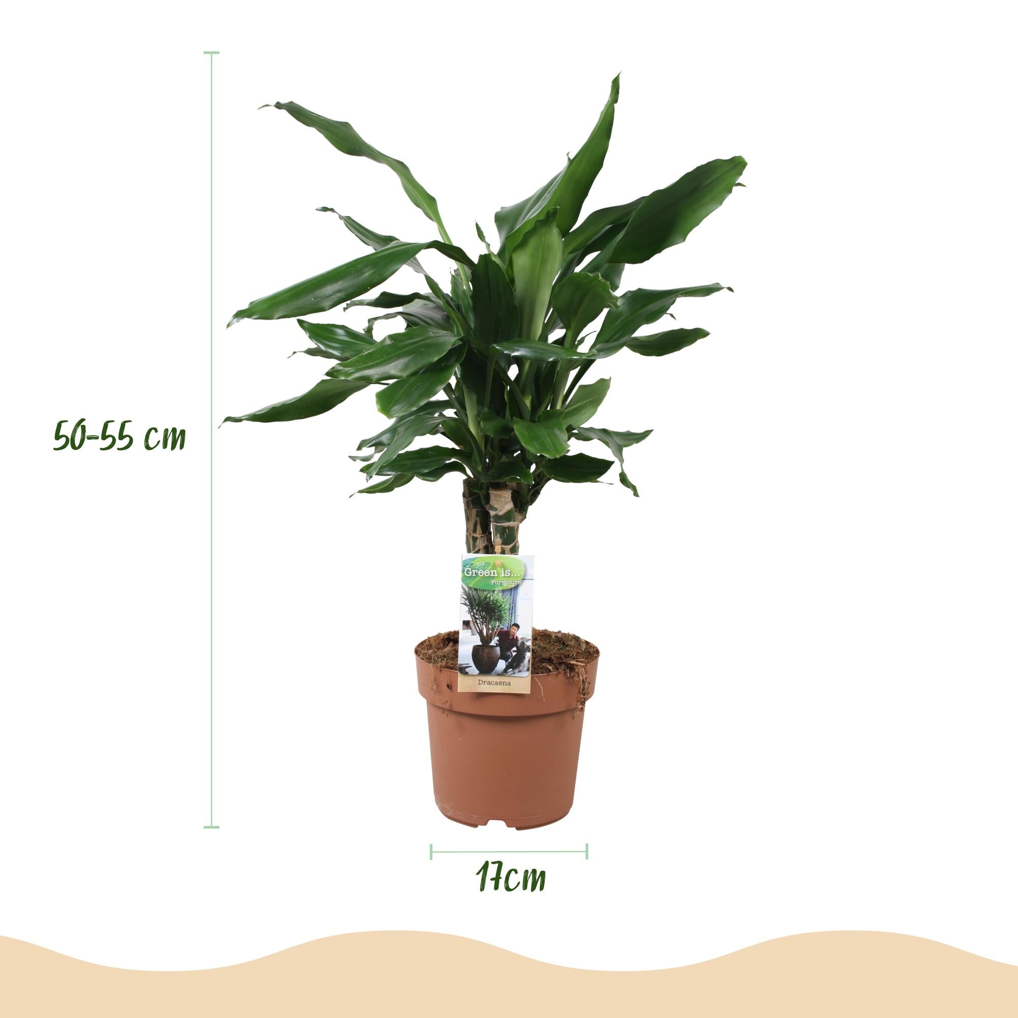 Dracaena fragrans Steudneri - Drakenbloedboom - Weinig onderhoud - Groen - 1 Plant - Pot 17cm - Hoogte 50-55cm