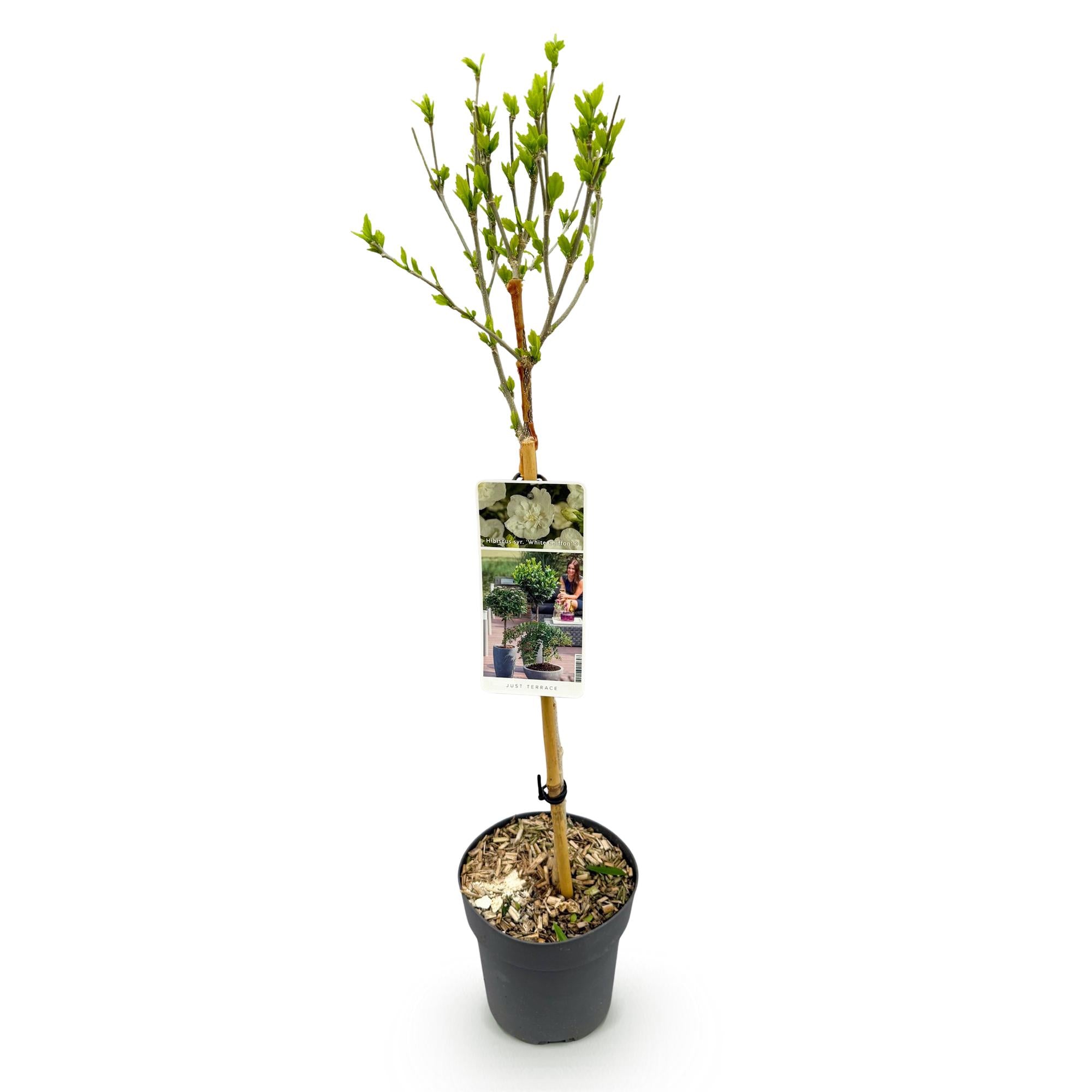 Green boutiQ - Pianta su stelo - Hibiscus syriacus White Chiffon® - Pianta da terrazza - Decidua - Resistente all'inverno - Fiore bianco - Vaso 19 cm Altezza 90 cm