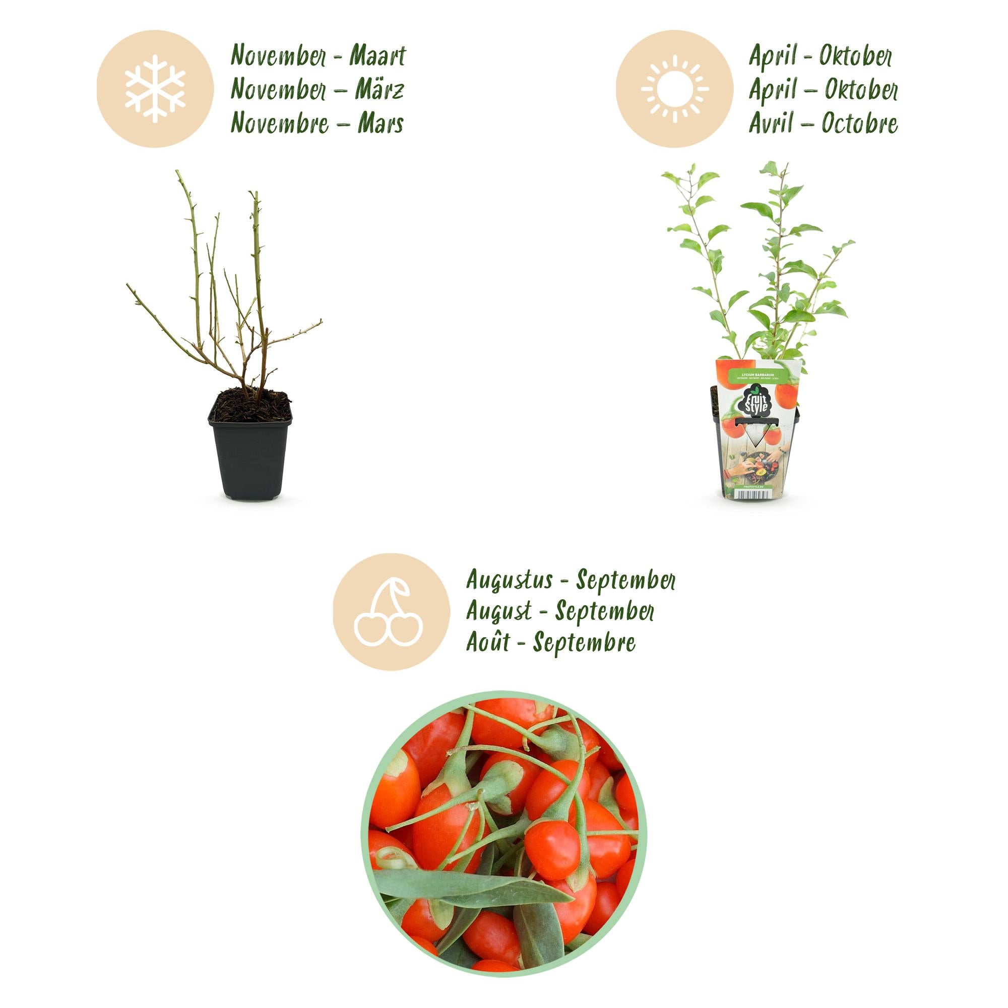 Goijbes - Lycium Barbarum - Winterhard - 3 Planten - Pot  9 cm - Oranje - Rode Vrucht