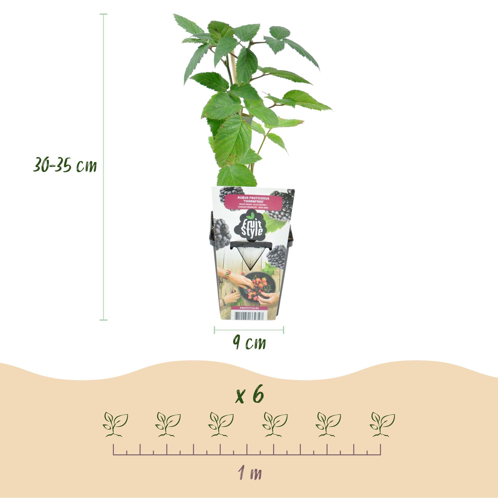Doornloze Braam - Rubus Thornfree - Winterhard - 6 Planten - Pot 9 cm - Zwarte Braam