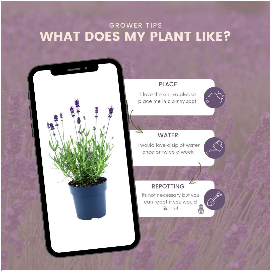 Lavandula angustifolia Felice® - 12 cm pot - Set van 6 Echte Lavendel planten