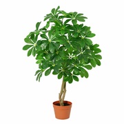Kunstplant Schefflera Arboricola - 120cm