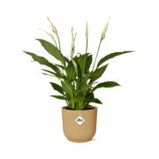Spathiphyllum 12 Cm Torelli  in ELHO Vibes Fold 14cm geel