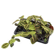 Maranta Fascinator Tricolor - Gebedsplant - Groen - Tropisch - Ø6cm - ↕12cm