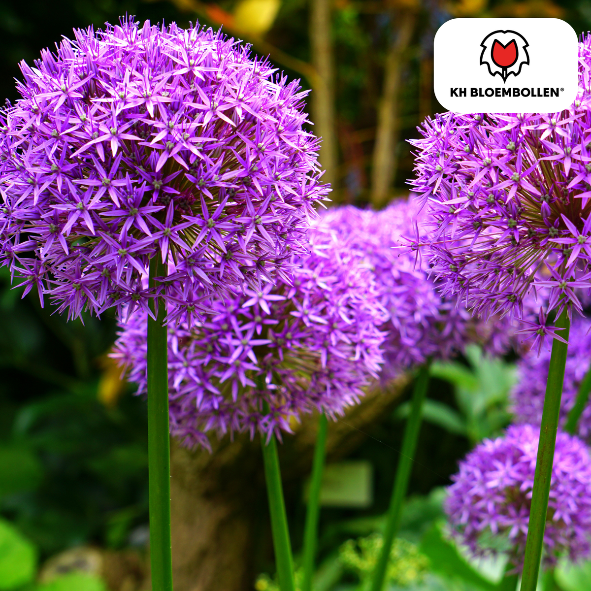 Allium Mix-løg 4 stk.