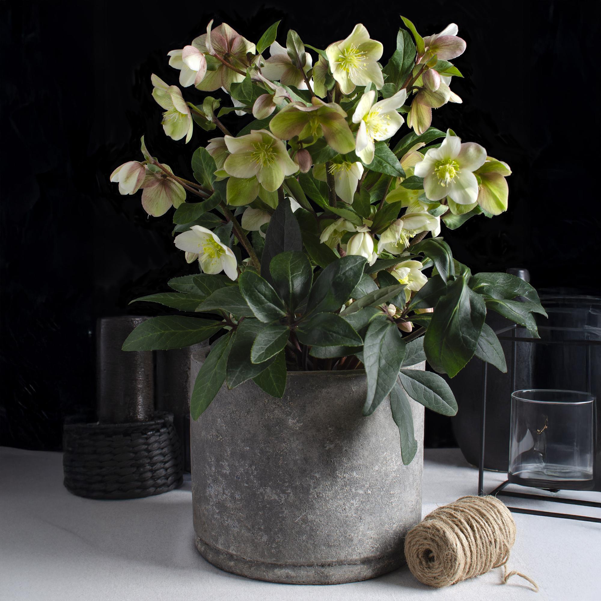 Lenten Rose - Helleborus Diamfire - Groene Bloem - Groenblijvend - Pot 19cm Hoogte 40cm
