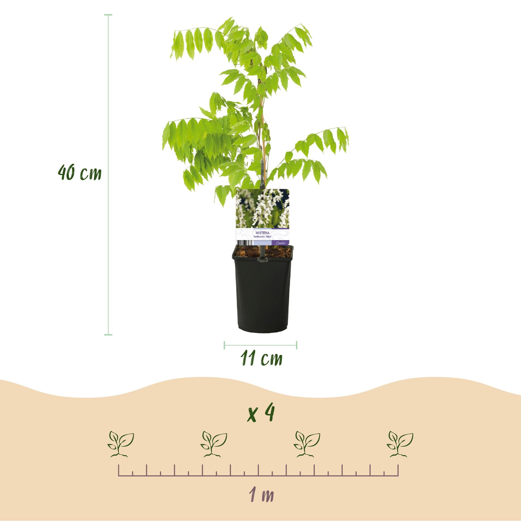 Green boutiQ - Glicine - Floribunda Tricolore - Fiori Blu Rosa Bianco - 3 piante - Vaso 11cm Altezza 40cm