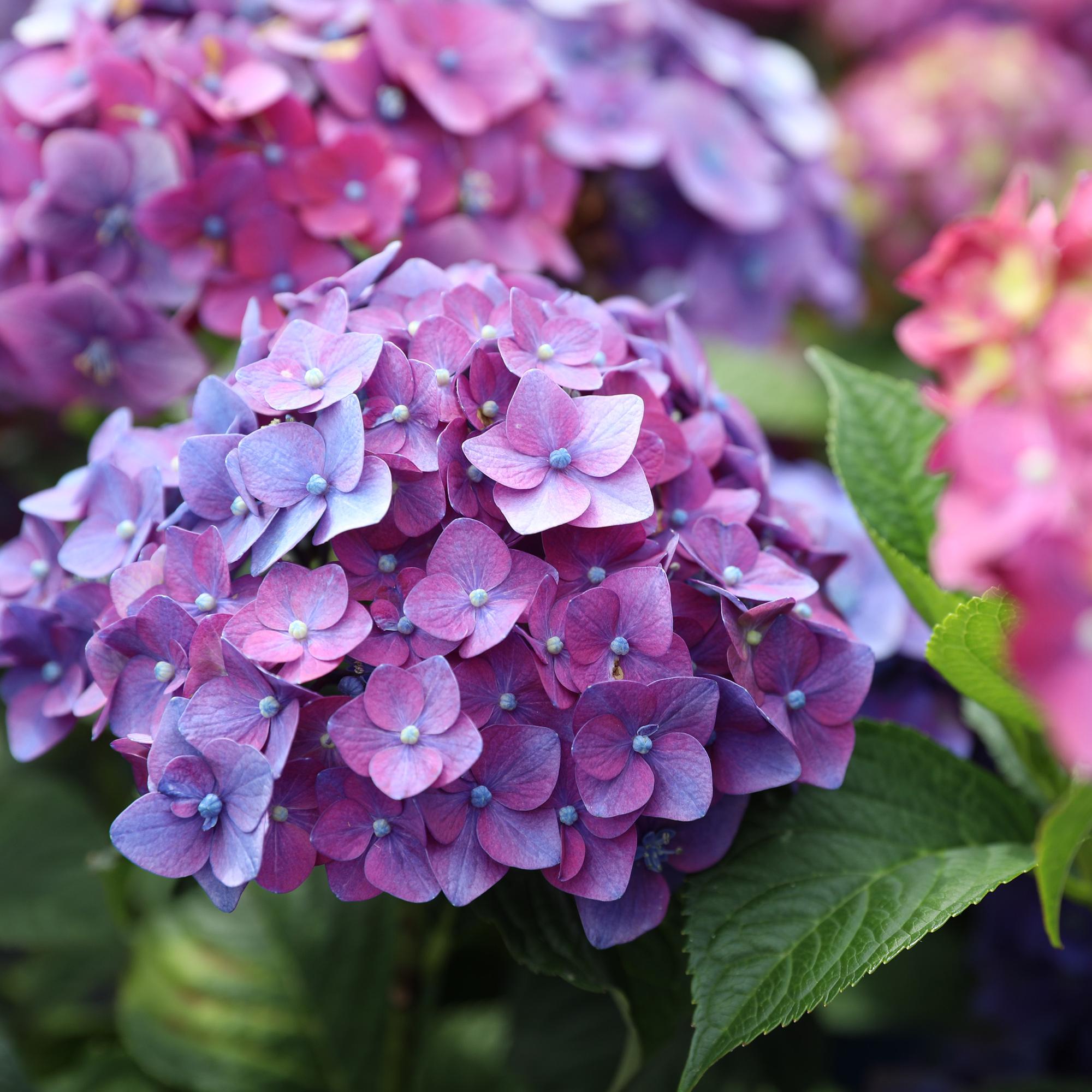 Hydrangea Endles Summer Summer Love Purple - Hortensia - Winterhard - Paars - 4 Planten - Pot 14cm - Hoogte 20-25cm
