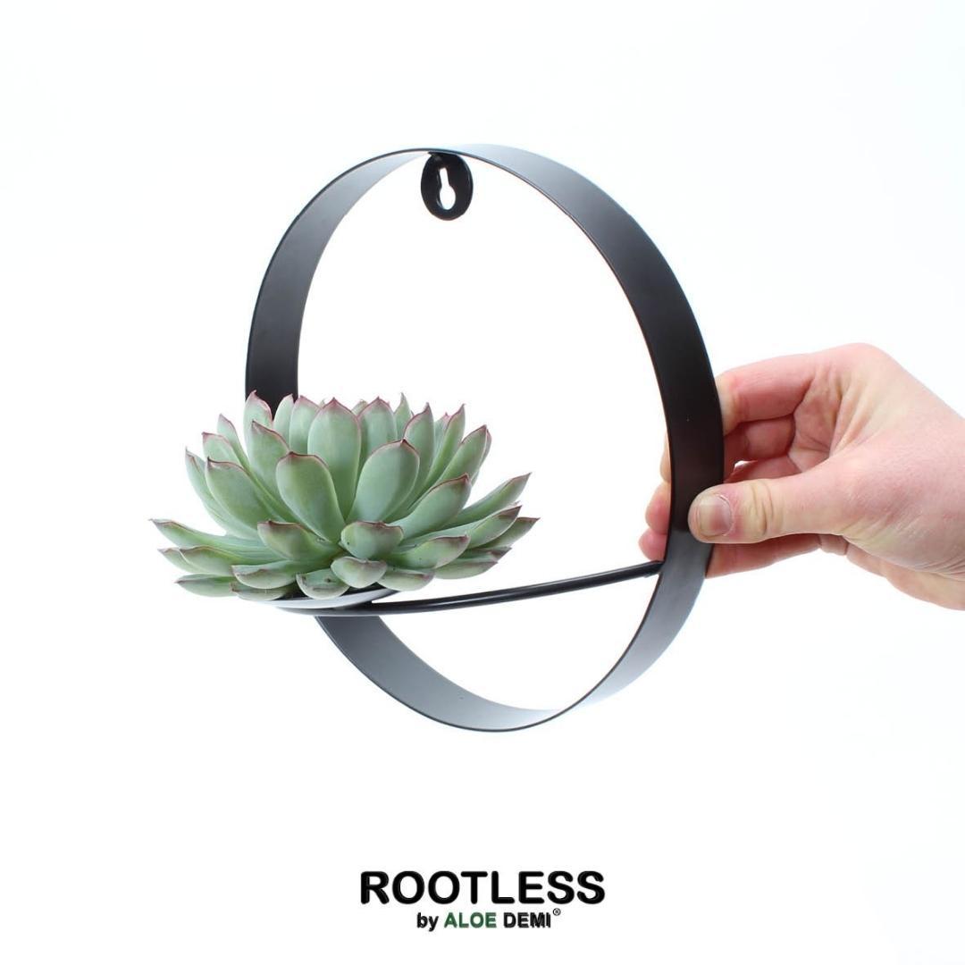ROOTLESS Succulent Echeveria Pulidonis on Wall Decoration Stand Black Ø20 cm - ↕20 cm