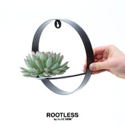 ROOTLESS Succulent Echeveria Pulidonis on Wall Decoration Stand Black Ø20 cm - ↕20 cm